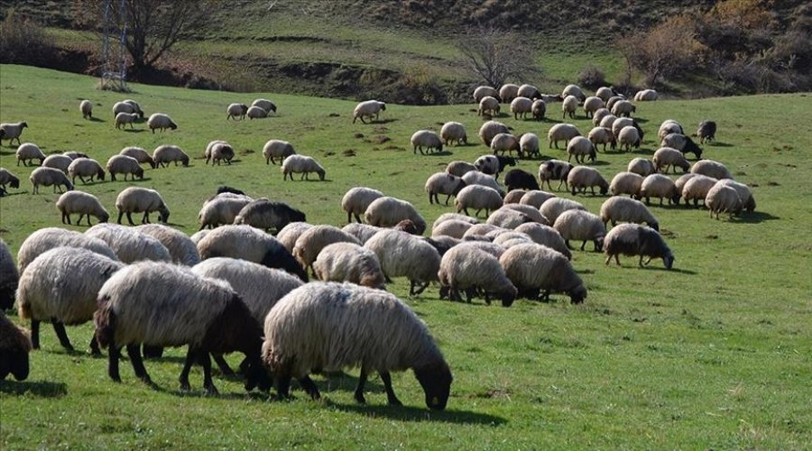 Tarım Kredileri