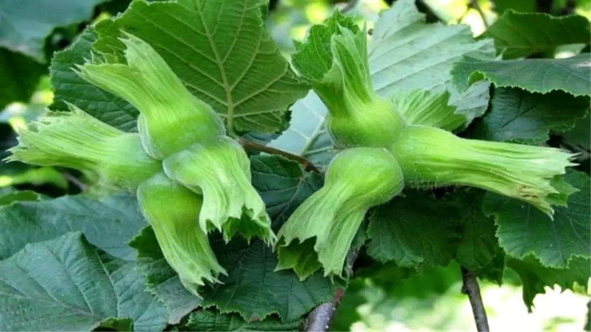 duzceden ab ulkelerine 15 bin ton findik ihracati uN7UxxD7.jpg