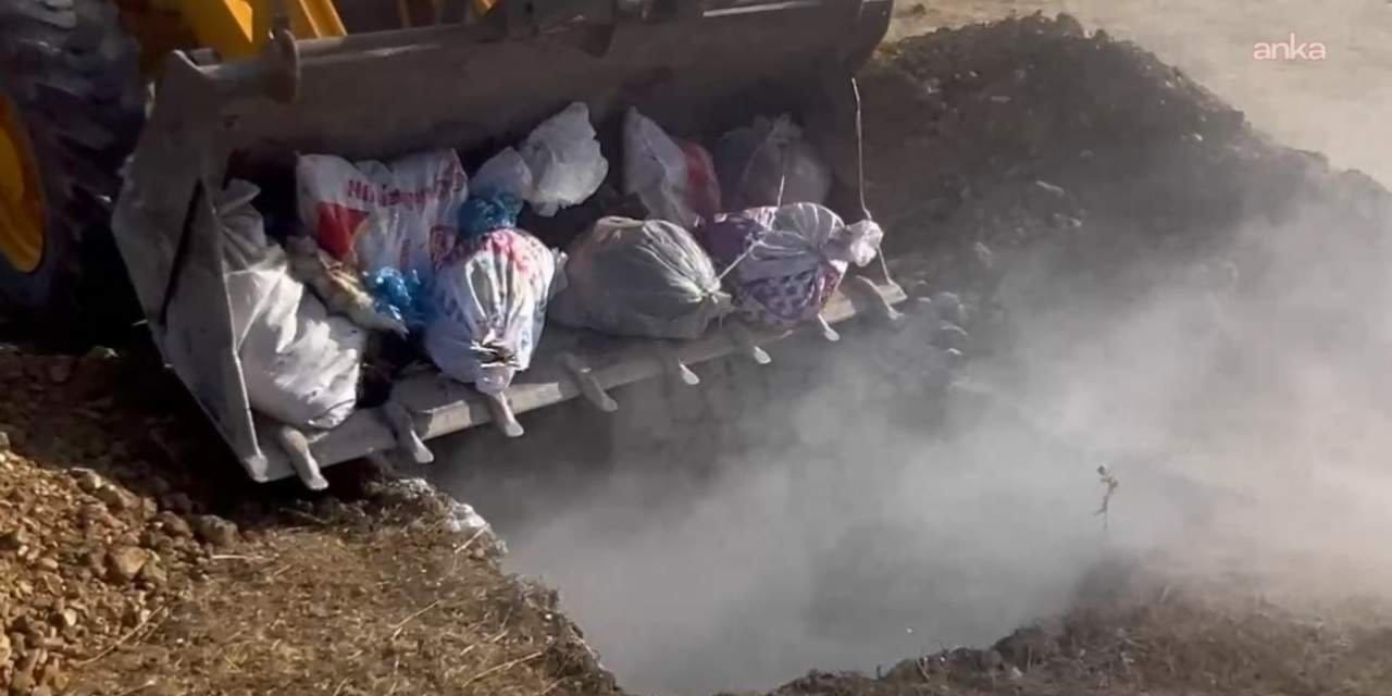 hakkaride hayvan katliami yuzlerce hayvan canli canli gomuldu DqyR4pIe.jpg